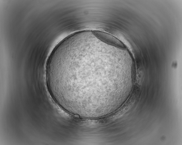 X0000099231096200805081551