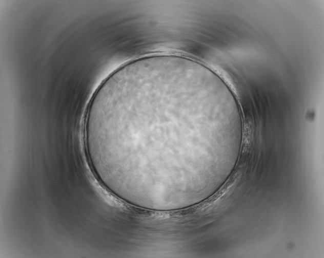 X0000099231098200805081551