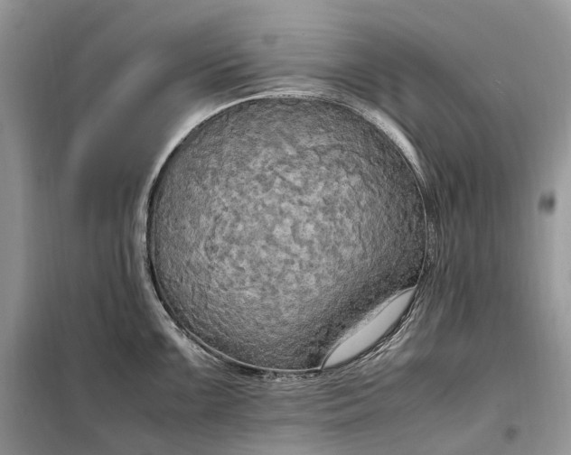 X0000099231099200805081551