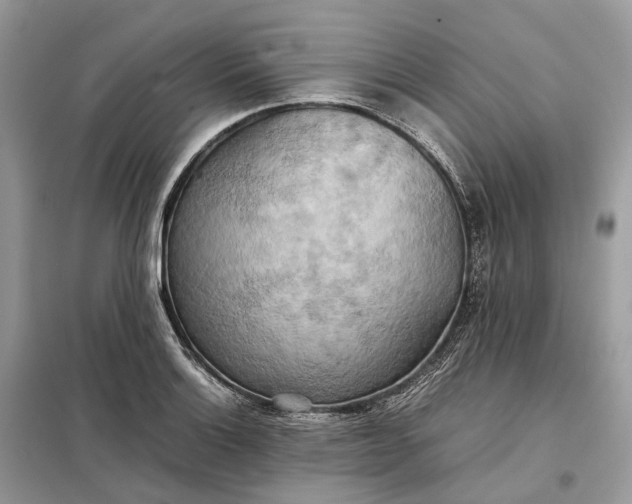 X0000099231132200805081551