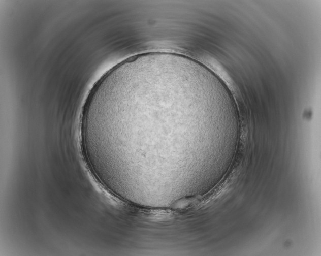 X0000099231144200805081551