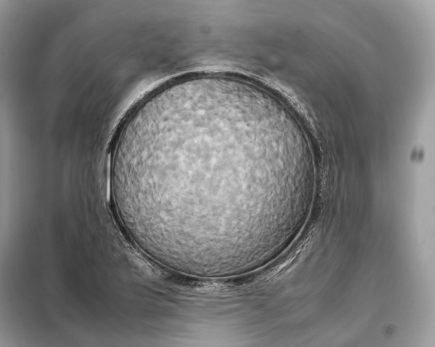 X0000099231175200805081550