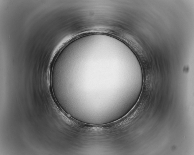 X0000099231180200805081550