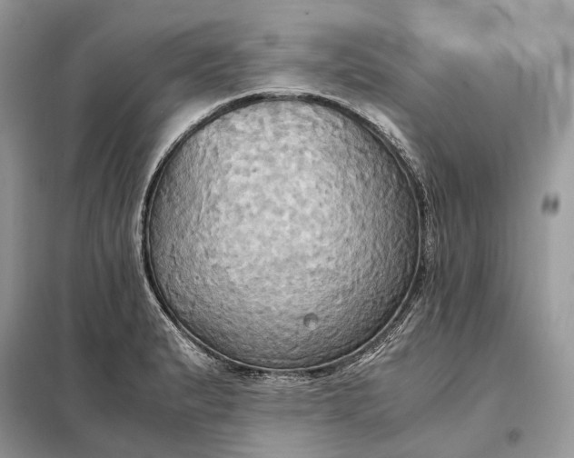 X0000099231183200805081550