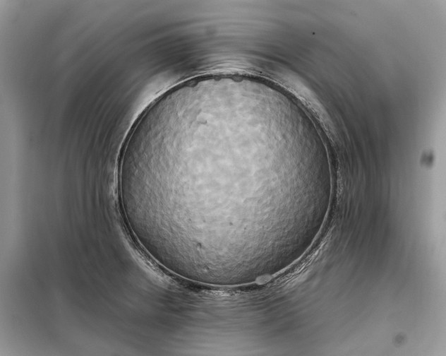 X0000099231234200805081549