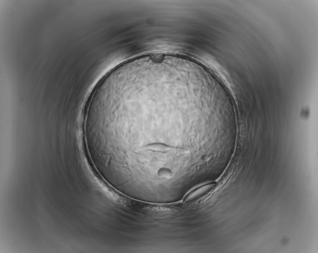 X0000099231235200805081549