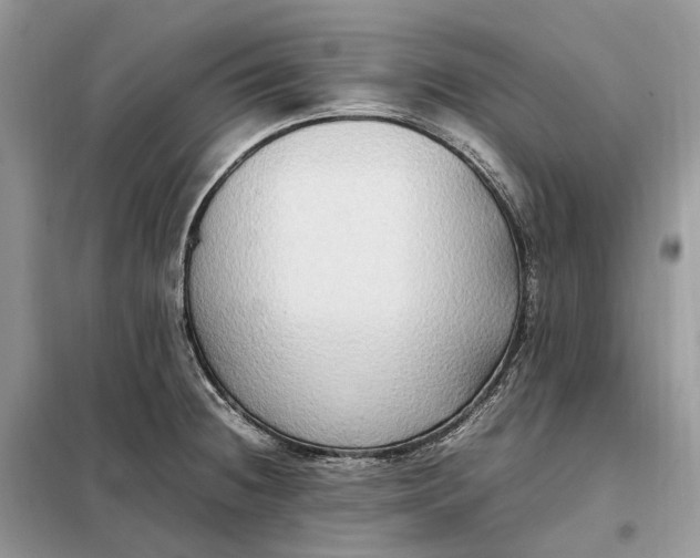 X0000099231236200805081549