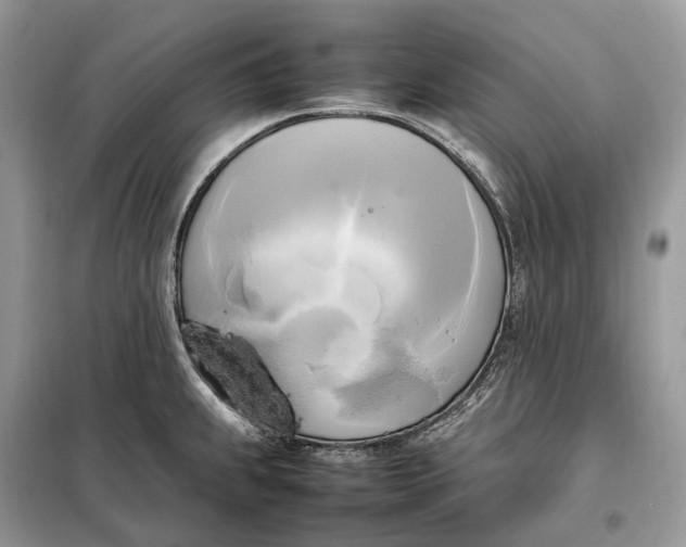 X0000099231239200805081549