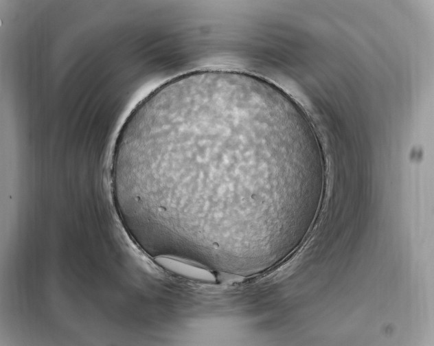 X0000099231248200805081549