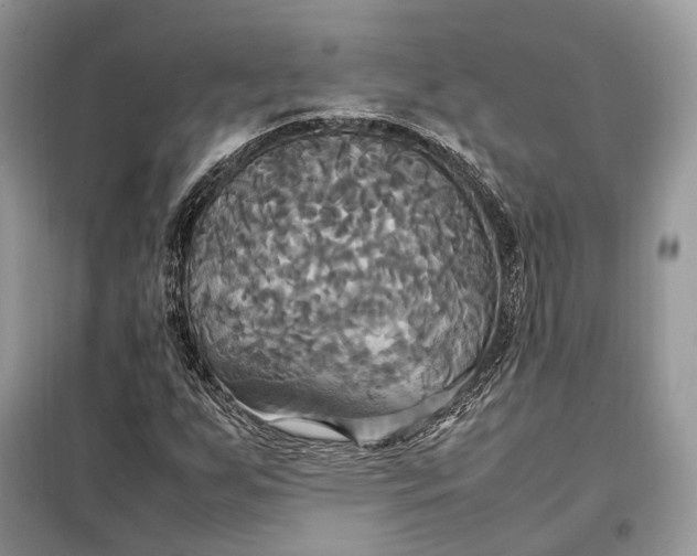 X0000099231255200805081549