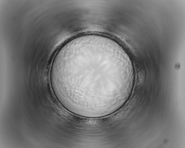 X0000099231266200805081549