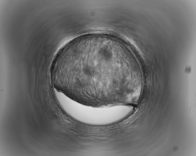 X0000099231267200805081549