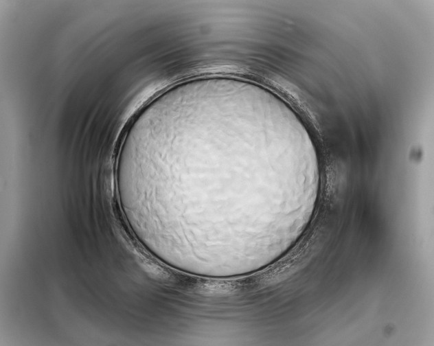 X0000099231274200805081548