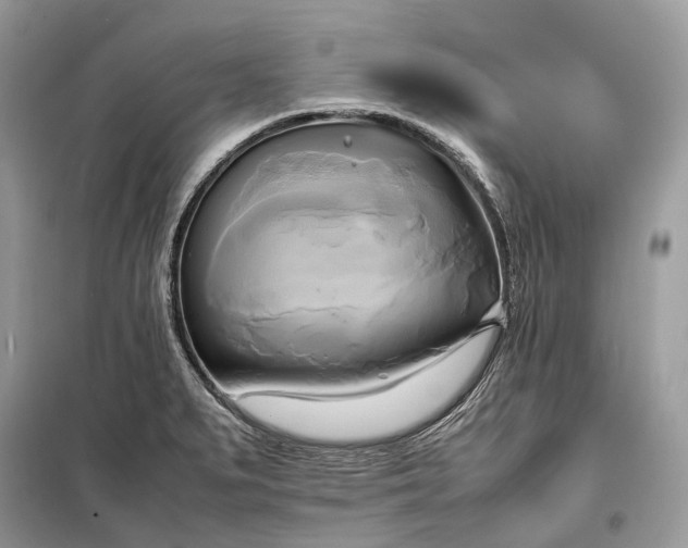 X0000099231279200805081548