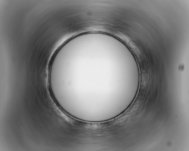 X0000099231286200805081548