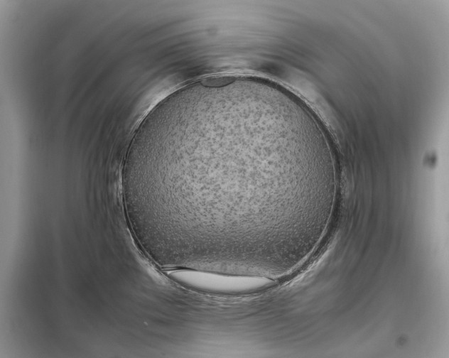 X0000099231289200805081548