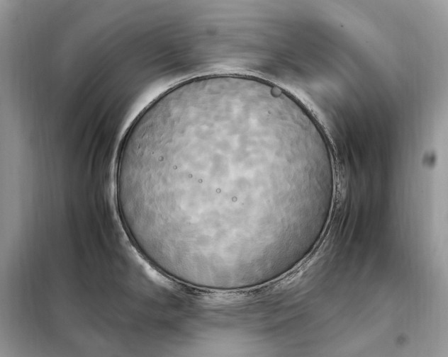 X0000099231294200805081548