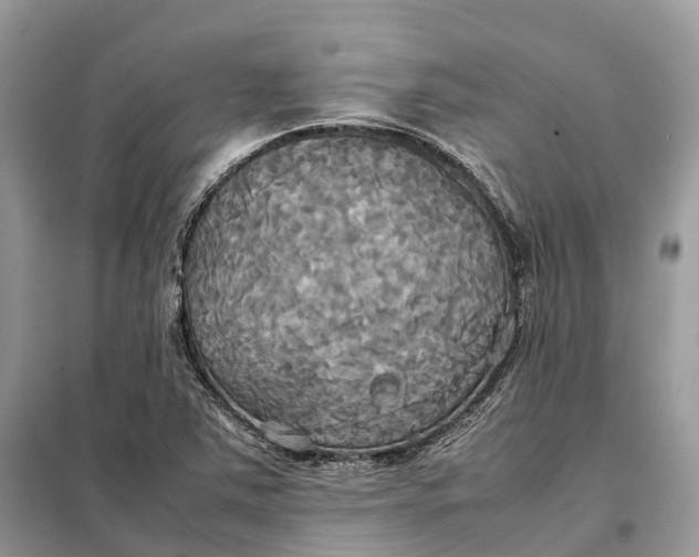 X0000099231363200805081547