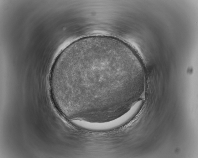 X0000099231373200805081547