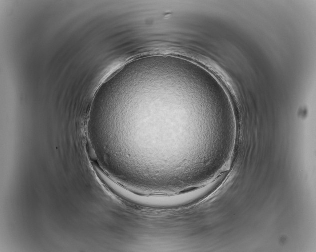 X0000099231385200805081547