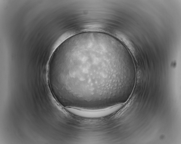 X0000099231386200805081547