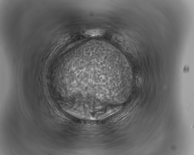 X0000099231393200805081546