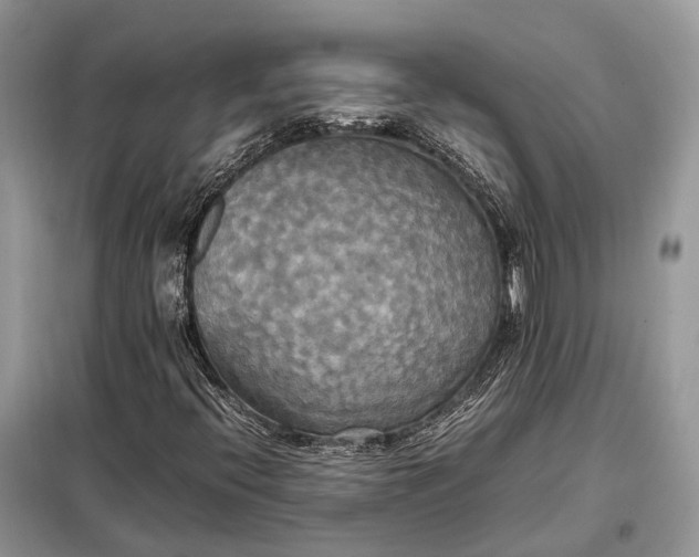 X0000099231396200805081546