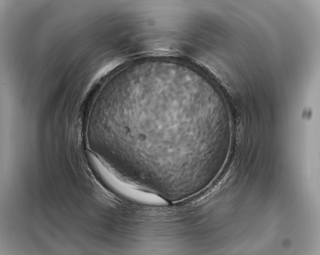 X0000099231402200805081546