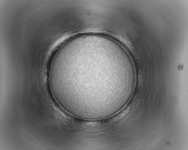 X0000099231406200805081546