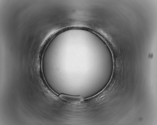 X0000099231408200805081546