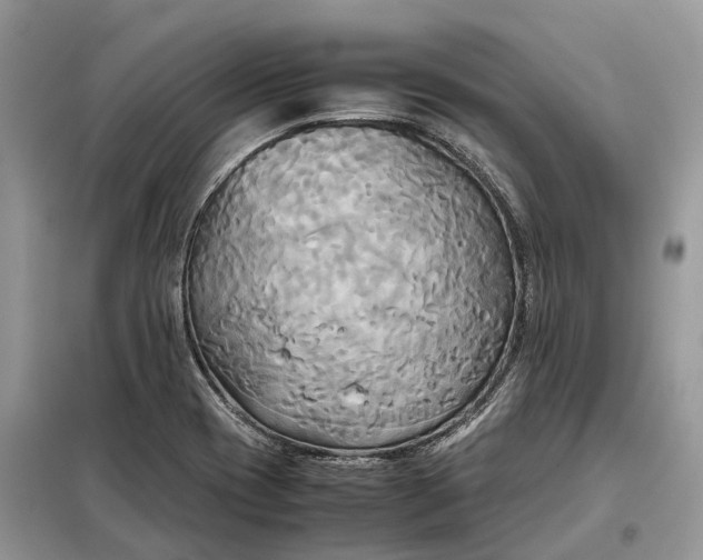 X0000099231417200805081546