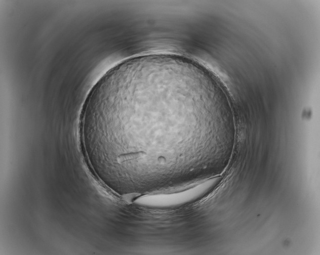 X0000099231423200805081546