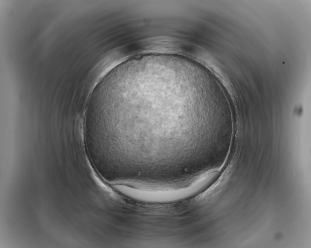 X0000099231433200805081547