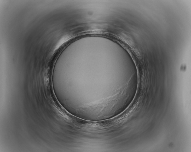 X0000099231450200805081546