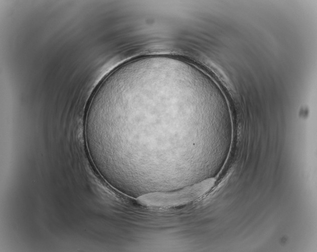 X0000099231465200805081545