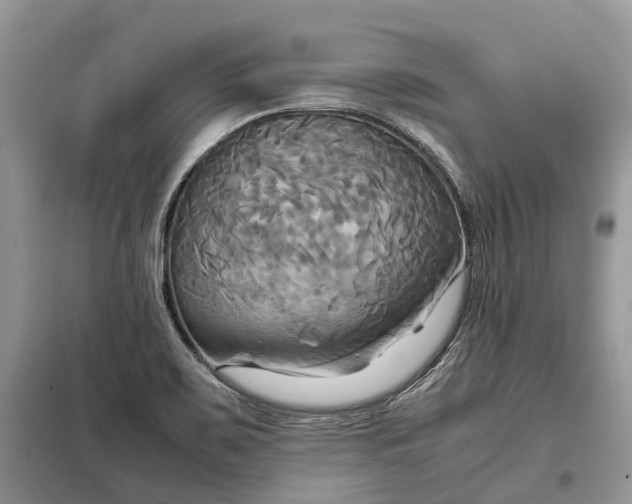 X0000099231467200805081545