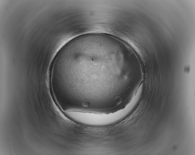 X0000099231468200805081545