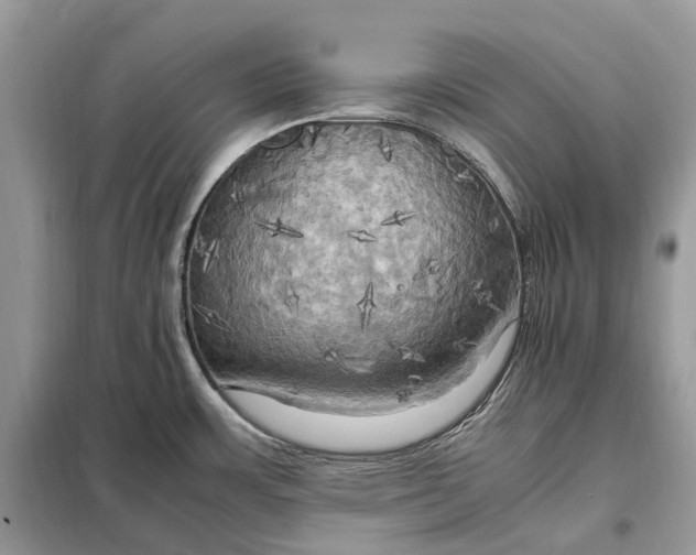 X0000099231483200805081545