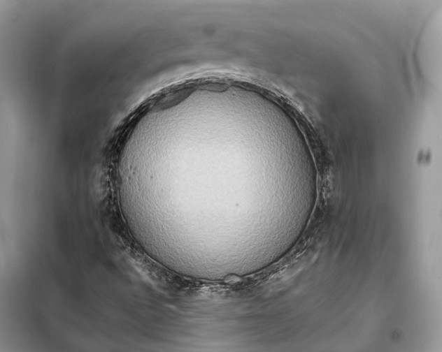 X0000099231496200805081545