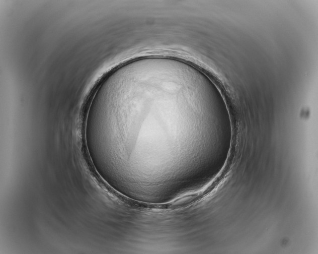 X0000099231506200805081545