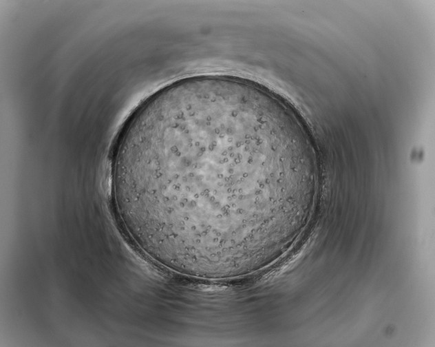 X0000099231509200805081545