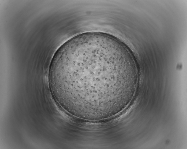 X0000099231513200805081545