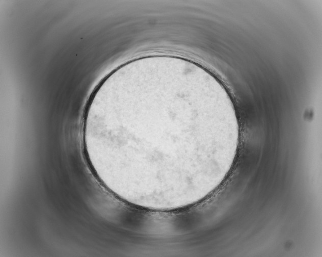 X0000099231514200805081545