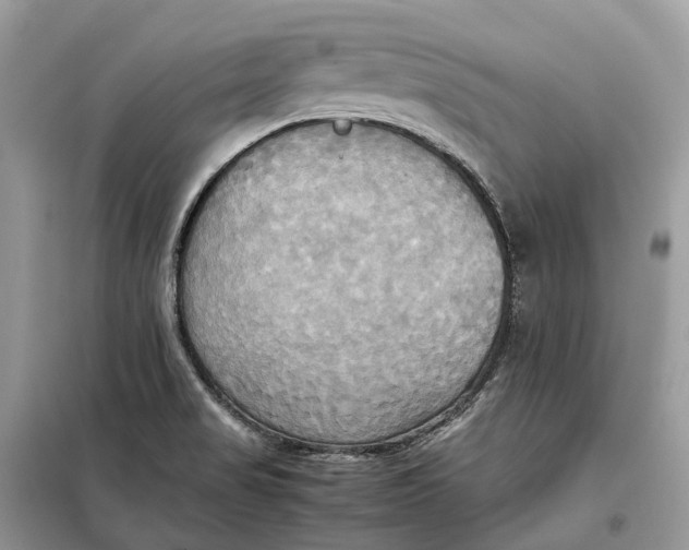 X0000099231517200805081545