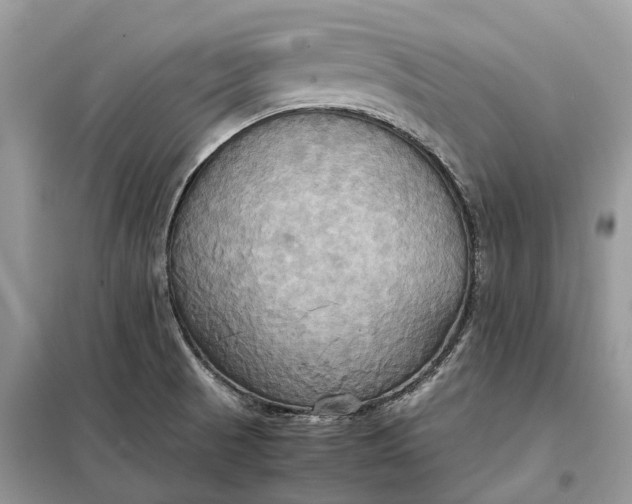 X0000099231521200805081545