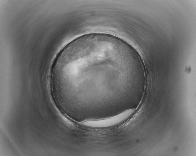 X0000099231525200805081545