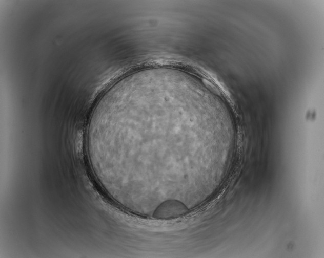 X0000099230010200805151640