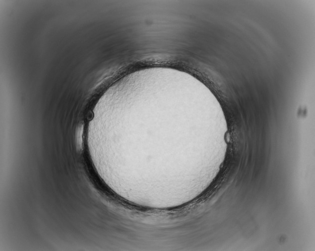 X0000099230024200805151640