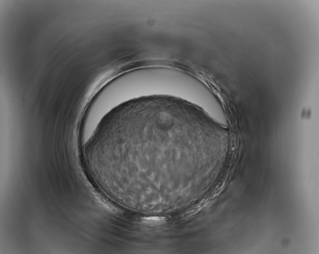 X0000099230053200805151639