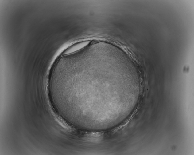 X0000099230056200805151639